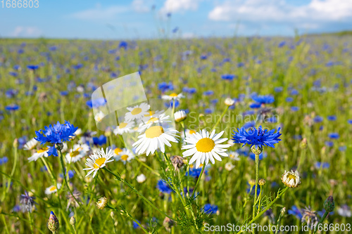 Image of Blooming Cornflowers, Centaurea Cyanus