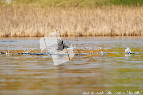 Image of Bird Eurasian coot Fulica atra on pond