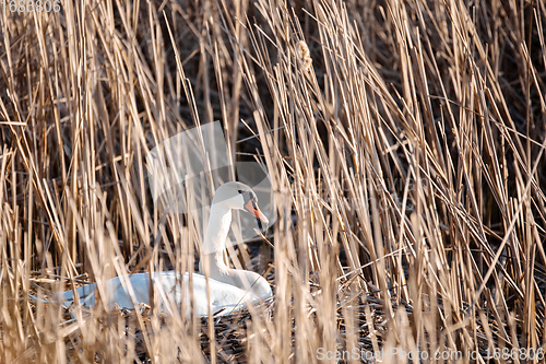 Image of Wild bird mute swan in spring on pond