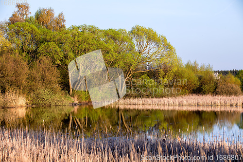 Image of reeds at the pond in springtime