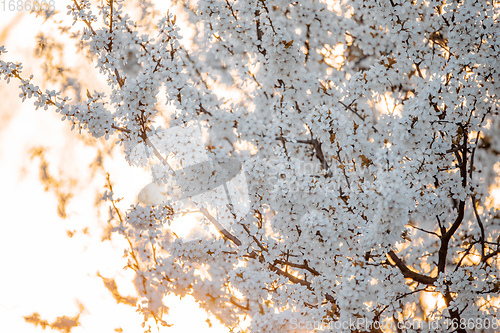 Image of Midland hawthorn white flowering tree