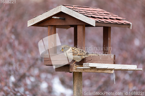Image of house sparrow, Passer domesticus, in simple bird feeder