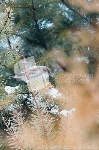 Image of female of small beautiful bird house sparrow