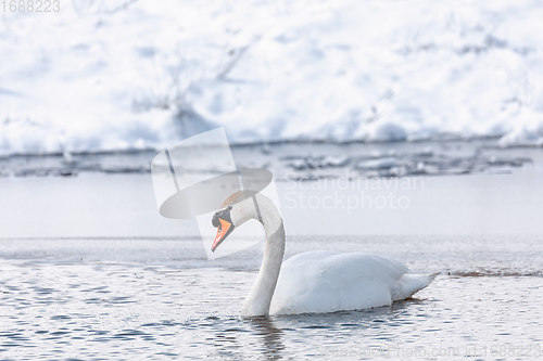 Image of Wild bird mute swan in winter on pond