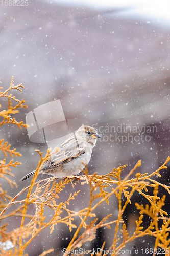 Image of female of small beautiful bird house sparrow