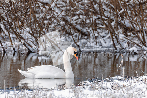 Image of Wild bird mute swan in winter on pond