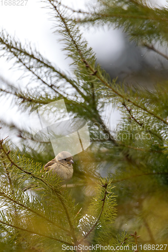 Image of female of small beautiful bird house sparrow