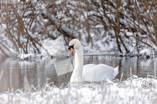 Image of Wild bird mute swan in winter on pond