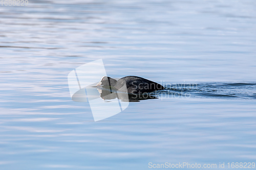 Image of Bird Eurasian coot Fulica atra