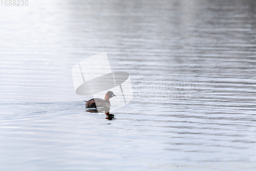 Image of water bird Little Grebe, Tachybaptus ruficollis