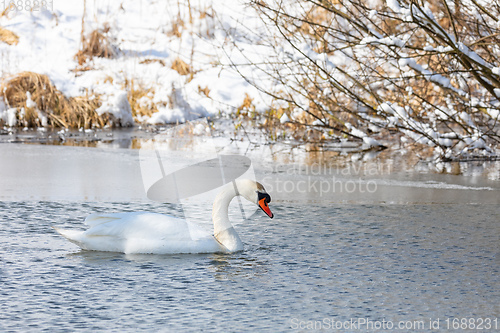 Image of Wild bird mute swan in winter on pond