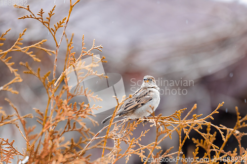 Image of female of small beautiful bird house sparrow