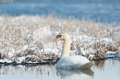 Image of Wild bird mute swan in winter on pond