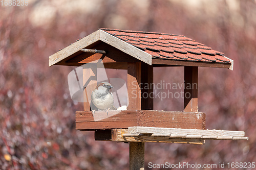 Image of house sparrow, Passer domesticus, in simple bird feeder