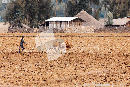 Image of Ethiopian farmer plows fields with cows