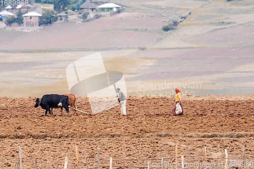 Image of Ethiopian farmer plows fields with cows