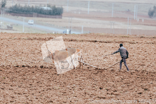 Image of Ethiopian farmer plows fields with cows