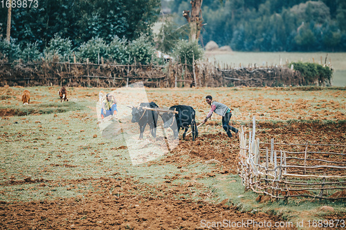 Image of Ethiopian farmer plows fields with cows