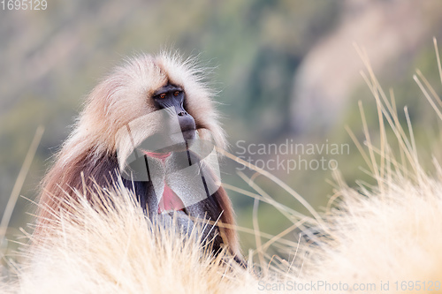 Image of endemic Gelada in Simien mountain, Ethiopia