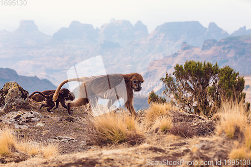 Image of endemic Gelada in Simien mountain, Ethiopia