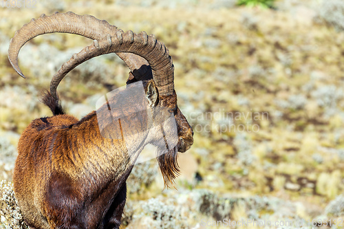 Image of rare Walia ibex in Simien Mountains Ethiopia