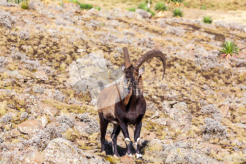 Image of rare Walia ibex in Simien Mountains Ethiopia