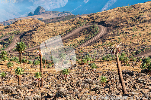 Image of Semien or Simien Mountains, Ethiopia