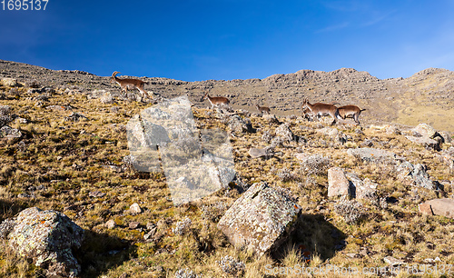 Image of rare Walia ibex in Simien Mountains Ethiopia