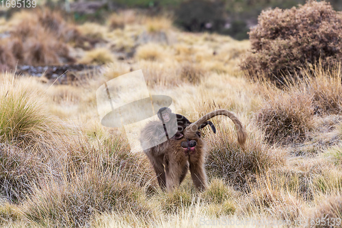 Image of endemic Gelada in Simien mountain, Ethiopia