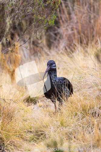 Image of Wattled Ibis, Ethiopia wildlife, Africa