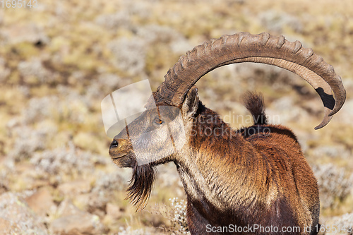 Image of rare Walia ibex in Simien Mountains Ethiopia