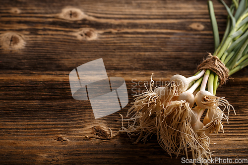 Image of Bunch of fresh garlic