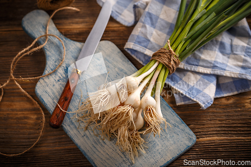 Image of Spring organic garlic