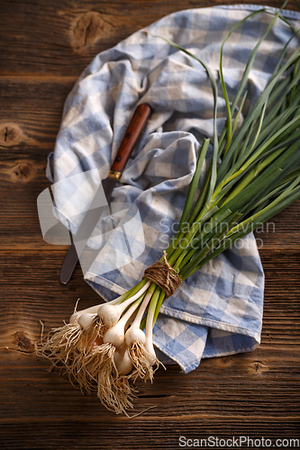 Image of Bunch of organic fresh garlic