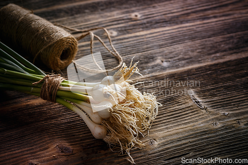 Image of Green garlic leaves