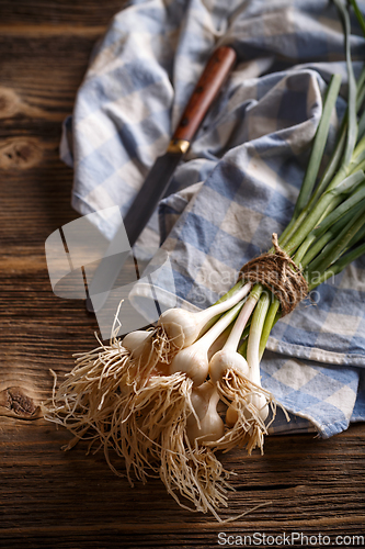 Image of Bunch of fresh garlic