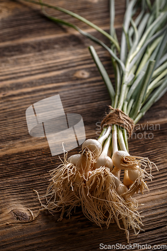 Image of Spring organic garlic