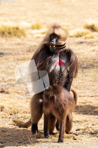 Image of endemic Gelada in Simien mountain, Ethiopia