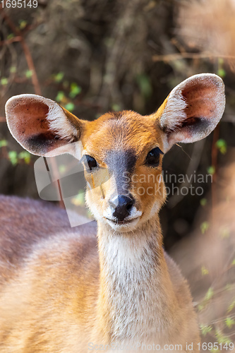 Image of rare Menelik bushbuck, Ethiopia, Africa wilderness