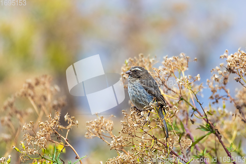 Image of bird brown-rumped seedeater, Africa. Ethiopia wildlife