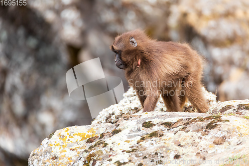 Image of endemic Gelada in Simien mountain, Ethiopia