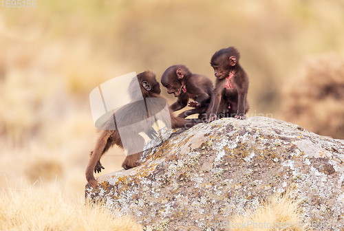 Image of endemic Gelada in Simien mountain, Ethiopia