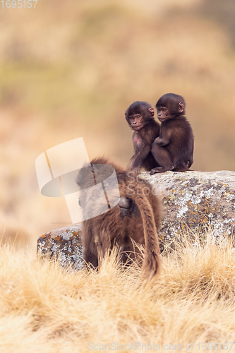 Image of endemic Gelada in Simien mountain, Ethiopia