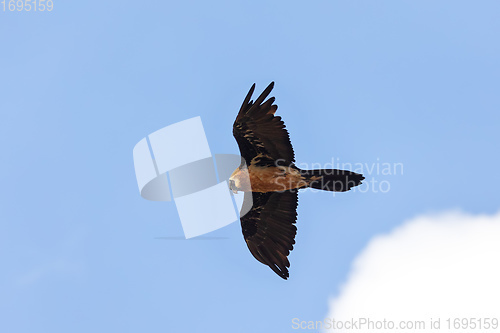 Image of Bearded Vulture, Simien Mountain Ethiopia