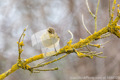 Image of small song bird Willow Warbler, Europe wildlife