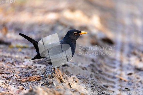 Image of male of Common blackbird in nature