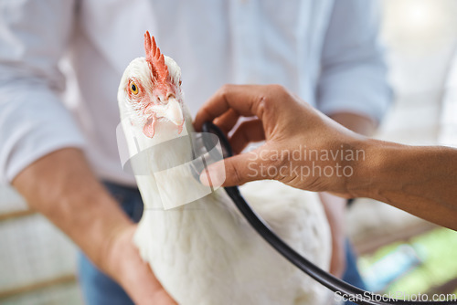 Image of Healthcare, check and vet hands on a chicken for protection from virus, disease and illness on a farm. Analysis, medical and animal with a doctor stethoscope for health, exam and test for agriculture