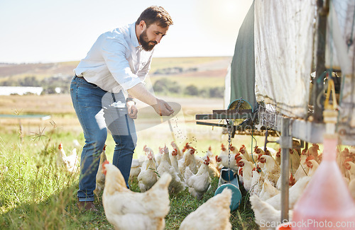 Image of Farmer feed chicken, agriculture and man outdoor, poultry and healthy livestock, diet and free range agro business. Sustainability, farming and nature, environment and animal nutrition in countryside