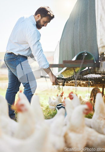 Image of Farmer feed chicken, farming and man outdoor, poultry and healthy livestock, diet and free range agro business. Sustainability, agriculture and nature, environment and animal nutrition in countryside