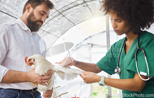 Image of Farming, exam and vet hands on a chicken for protection from virus, disease and illness on a farm. Analysis, medical and animal with a doctor for a health test for agriculture and healthy growth